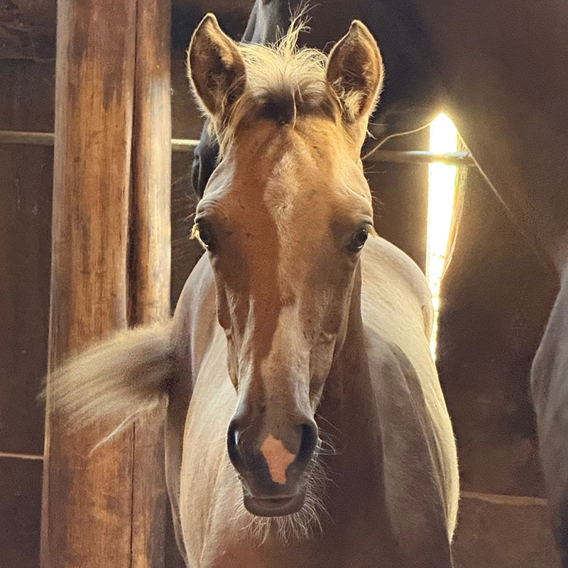 Sami